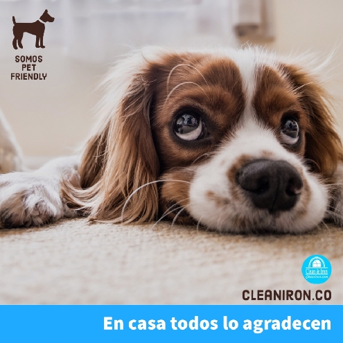 Pet Friendly Clean and iron pet friendly